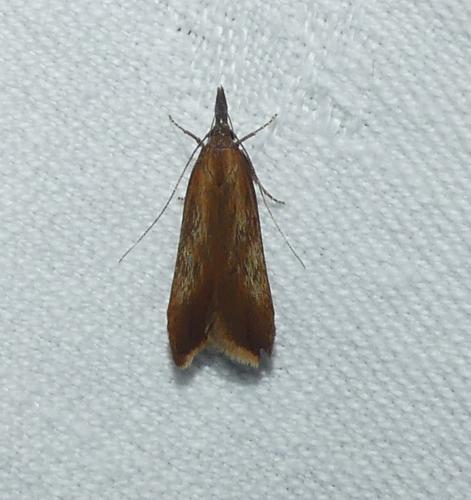 Dichomeris ustalella